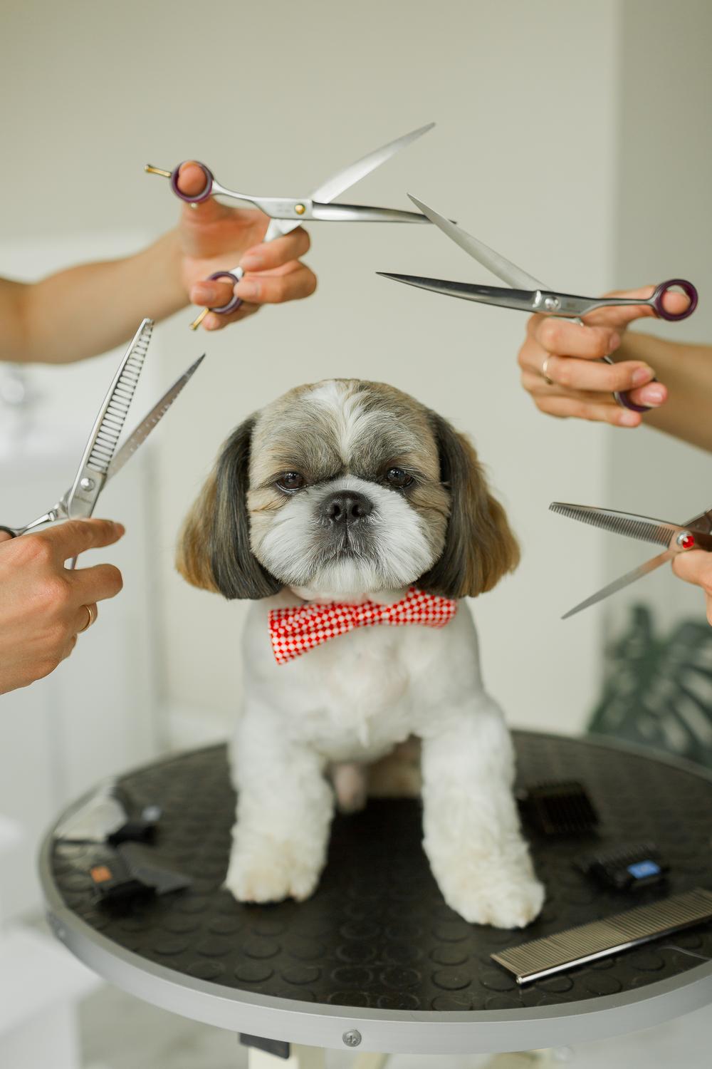 Pet`s grooming studio