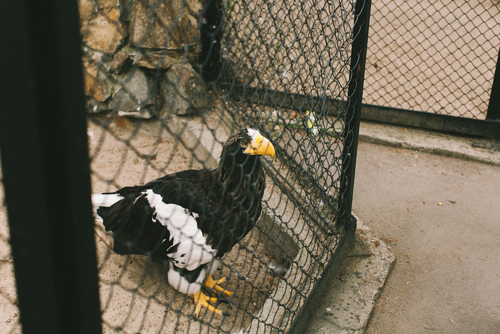 Mitten im Umzug und Zoo-Ausflug