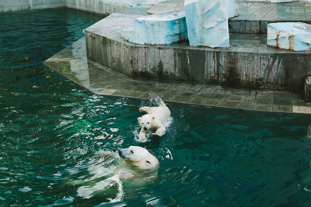 Mitten im Umzug und Zoo-Ausflug