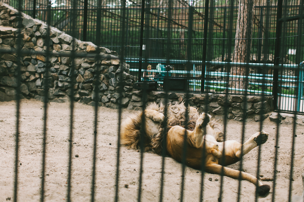 Mitten im Umzug und Zoo-Ausflug