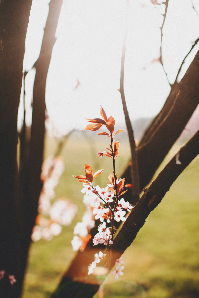 Ivy and Sakura