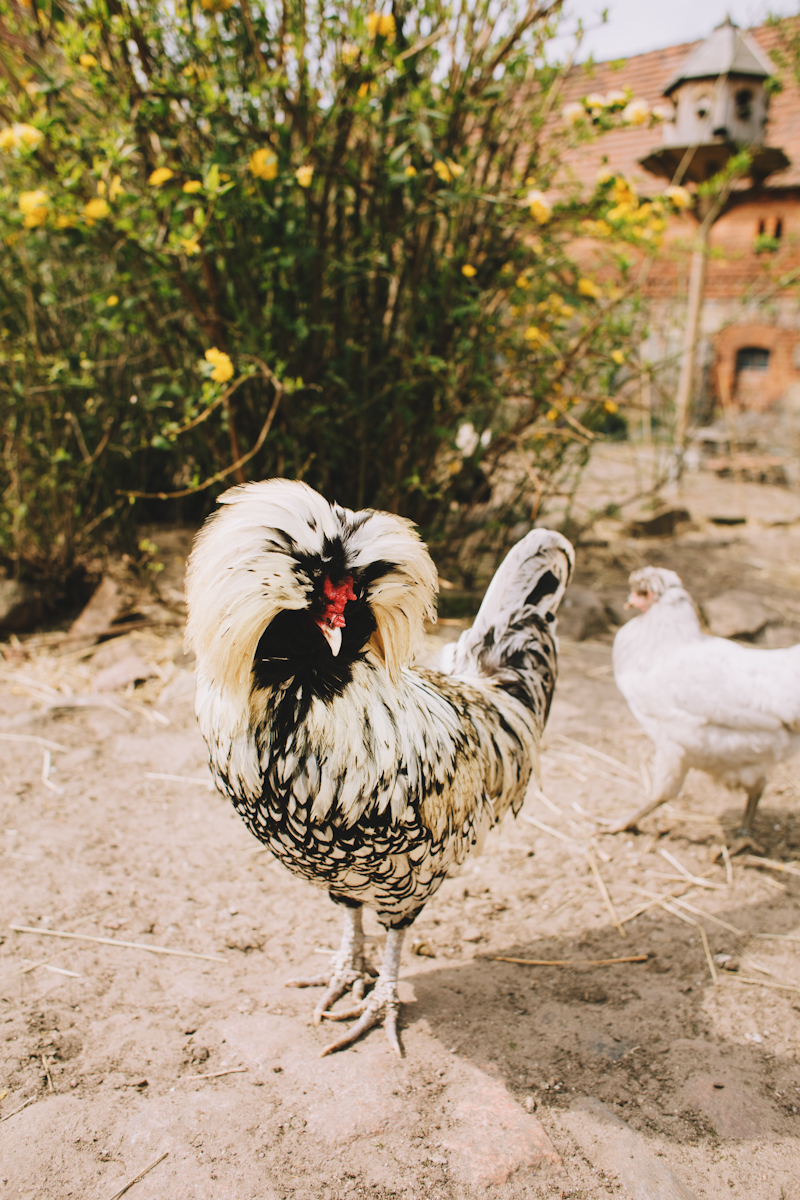 Happy Farm
