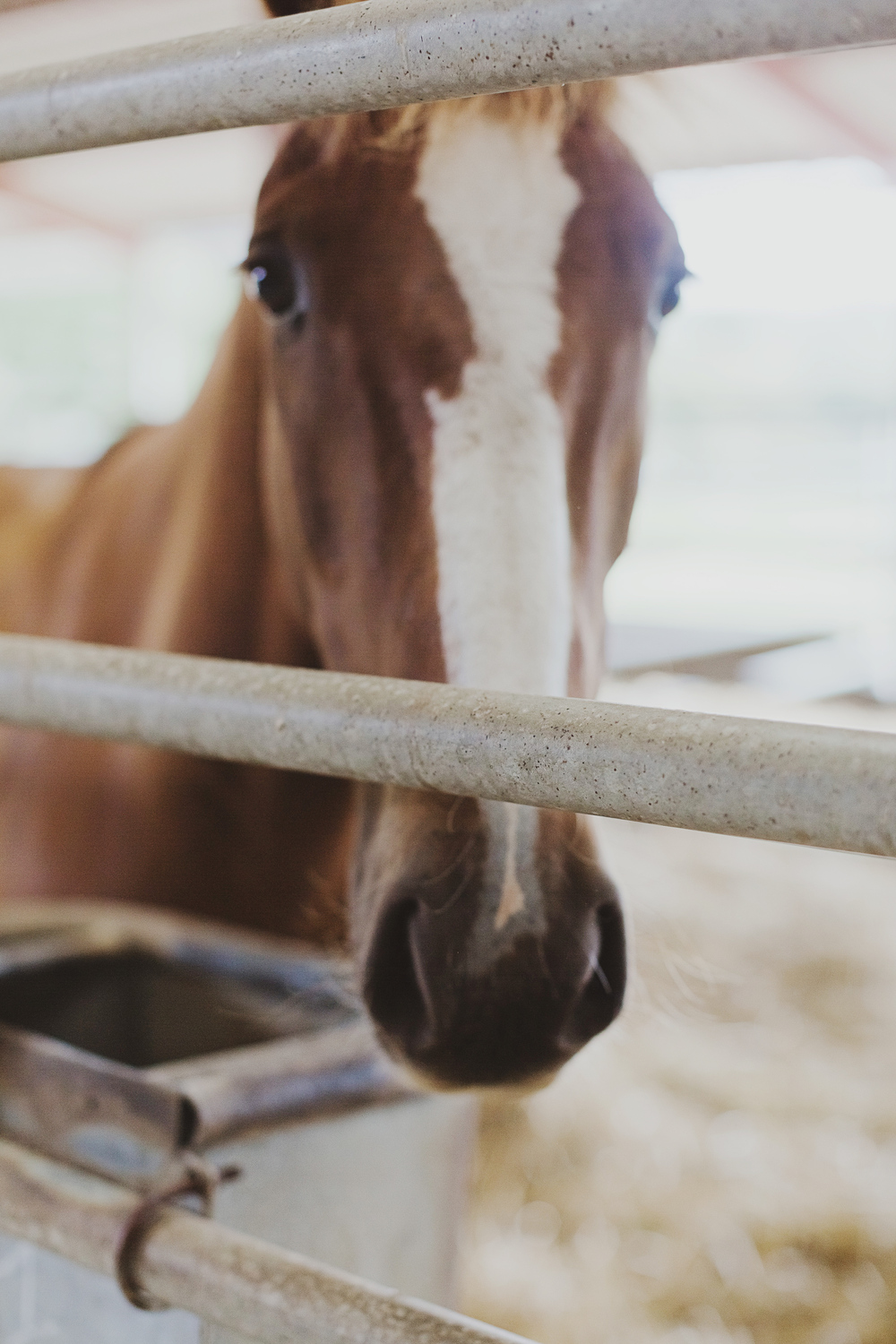 Autumn Equestrian Wedding