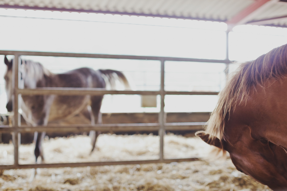Autumn Equestrian Wedding