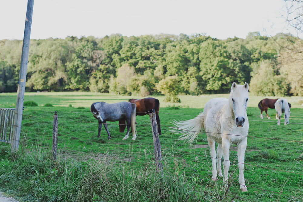 Autumn Equestrian Wedding