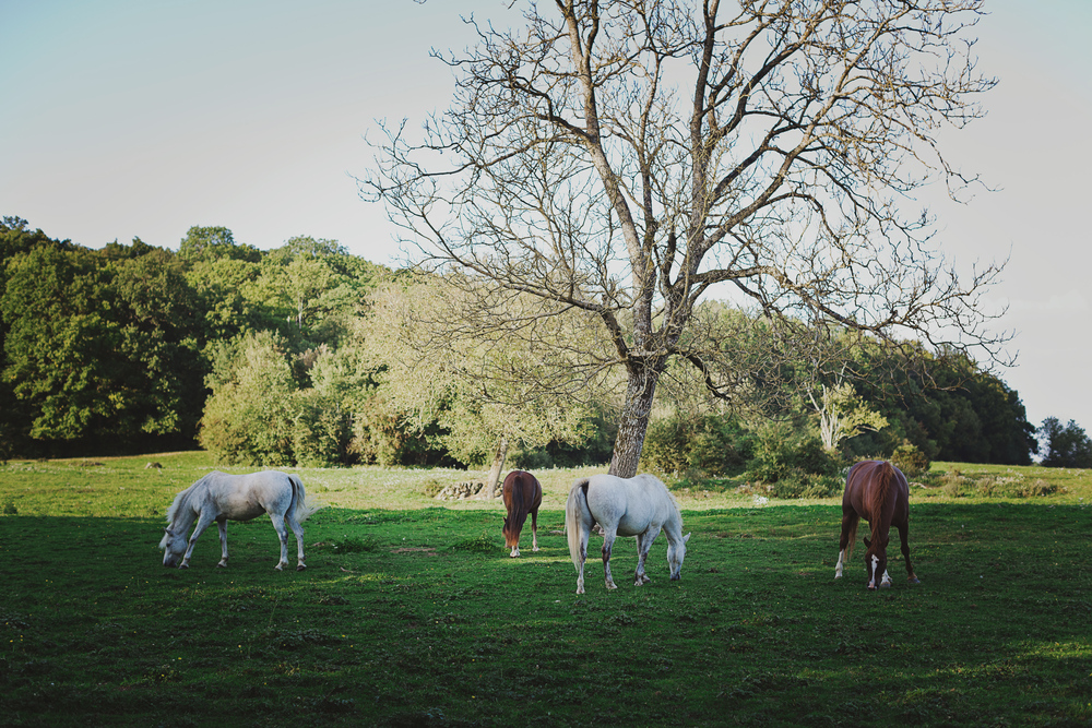Autumn Equestrian Wedding