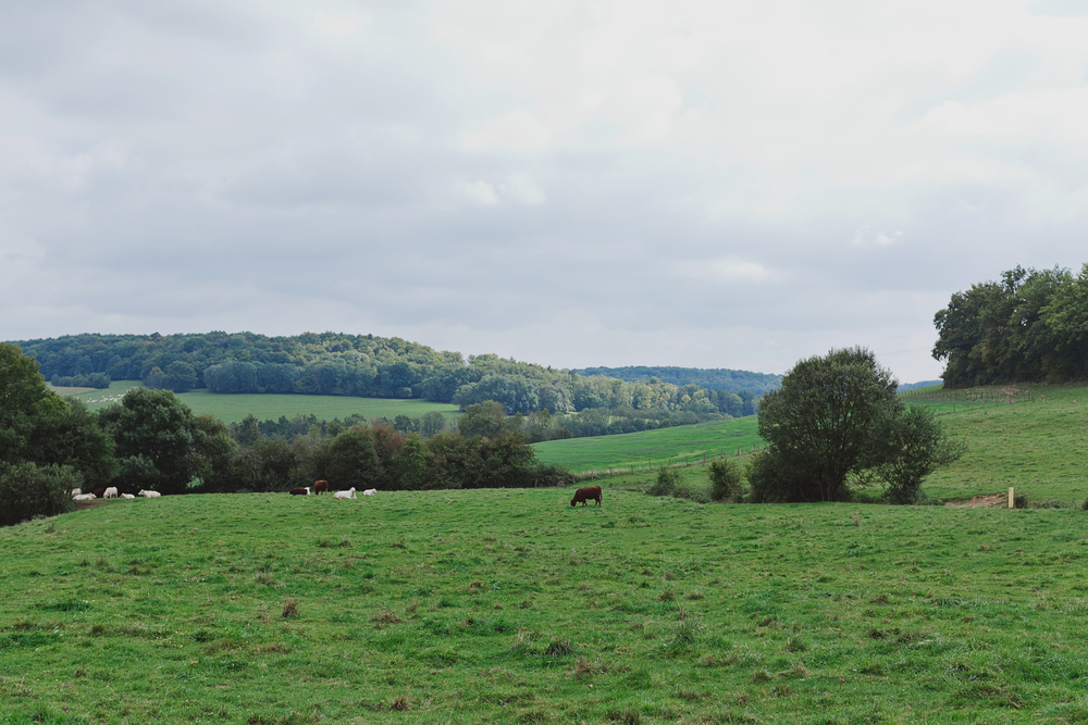 Autumn Equestrian Wedding