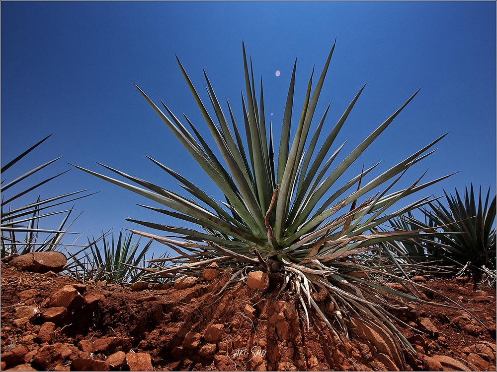 MEXICO