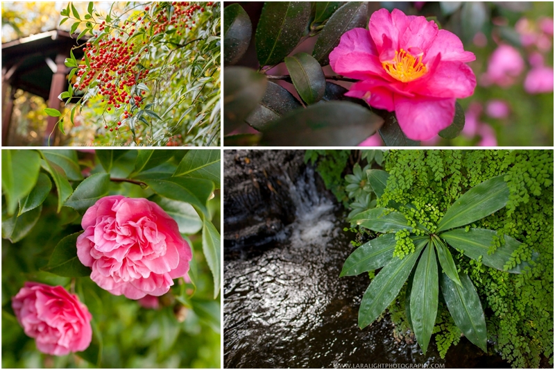 Sydney Camellia Gardens