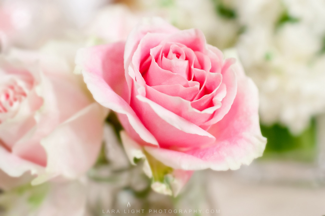 Weddings | Brooke and Ben | Elizabeth Bay House Wedding Photography