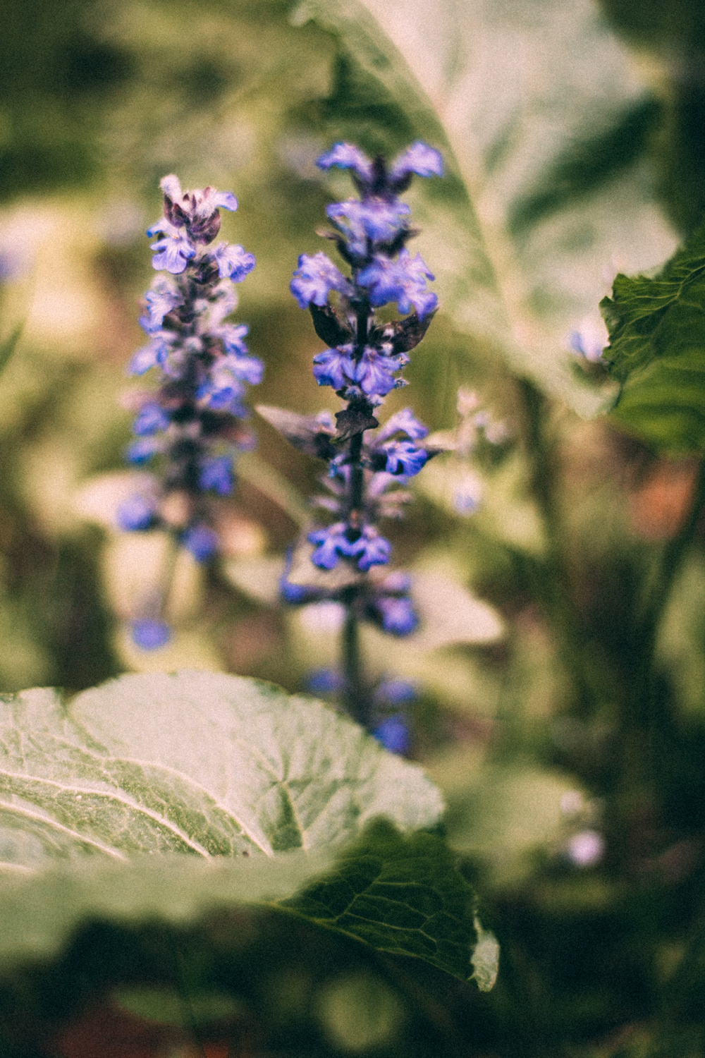 Oleg+Nataly|story