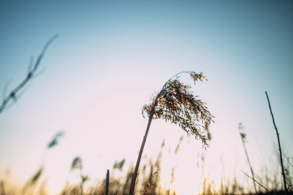 Julia+Dima|story