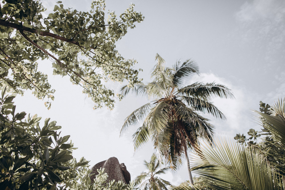 SEYCHELLES DREAM