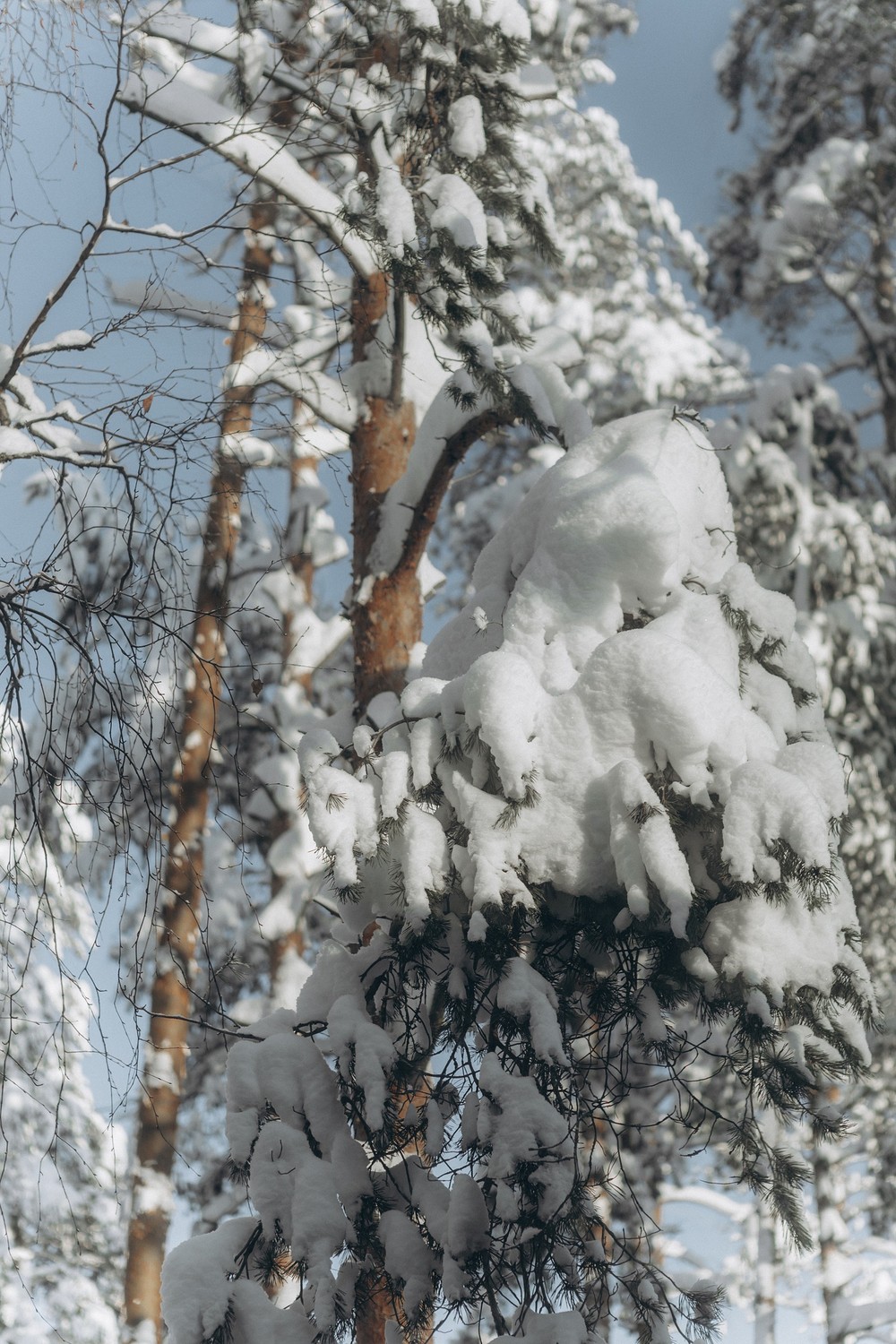 Winter Fairy St.Petersburg