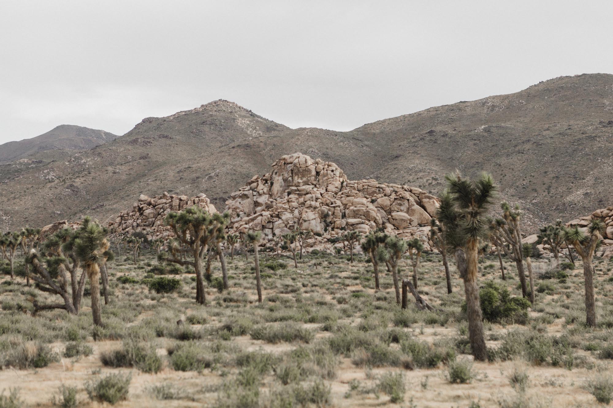 Joshua Tree National Park photo