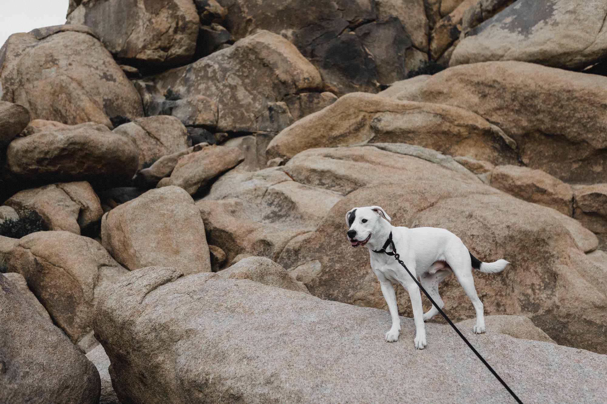Joshua Tree National Park dog