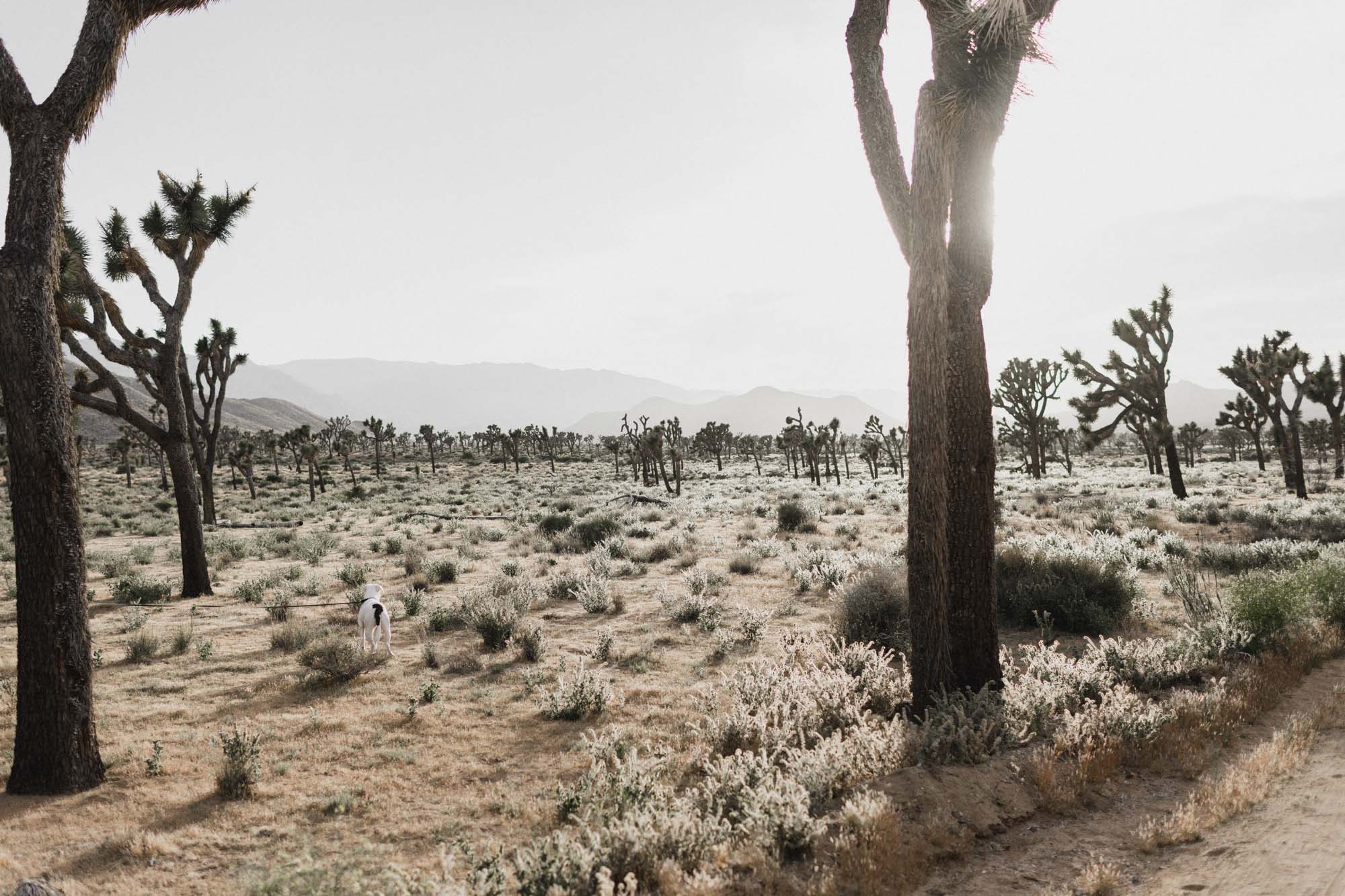 Joshua Tree National Park photos