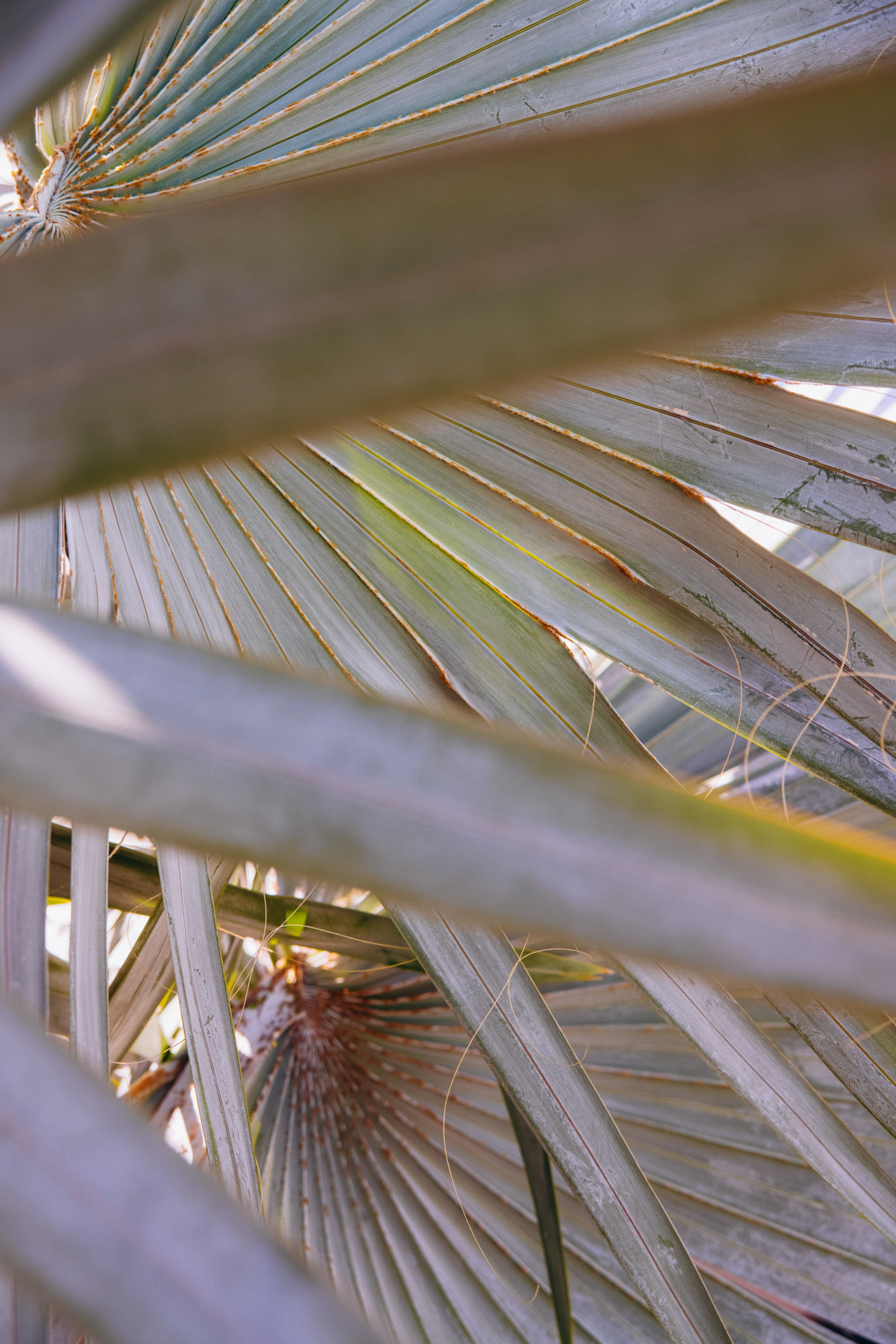 The palm trees leaves close up