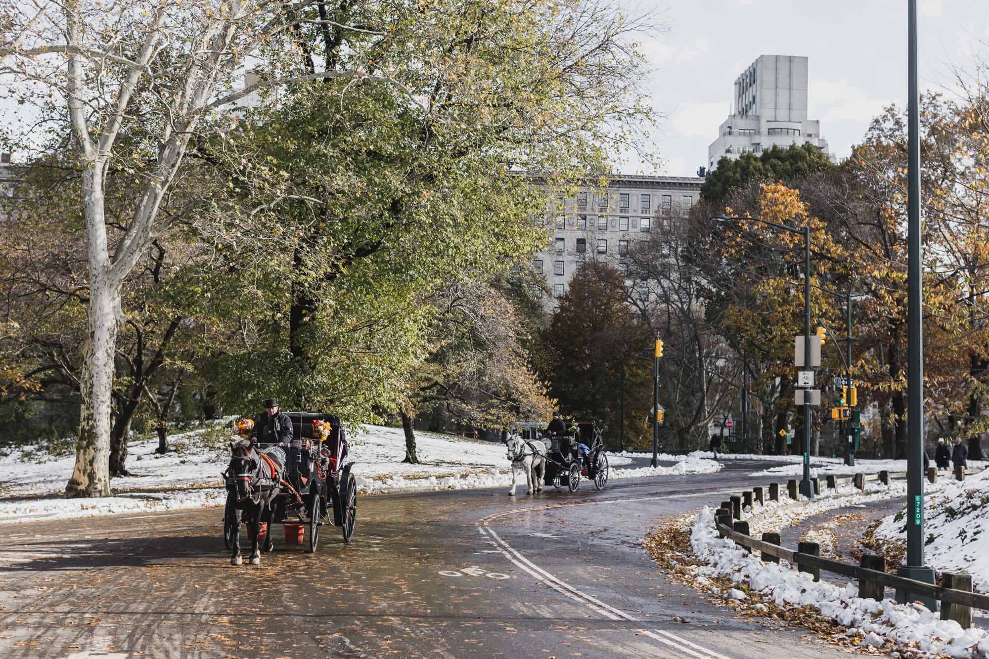 Horses in Central Park, Manhattan, NY