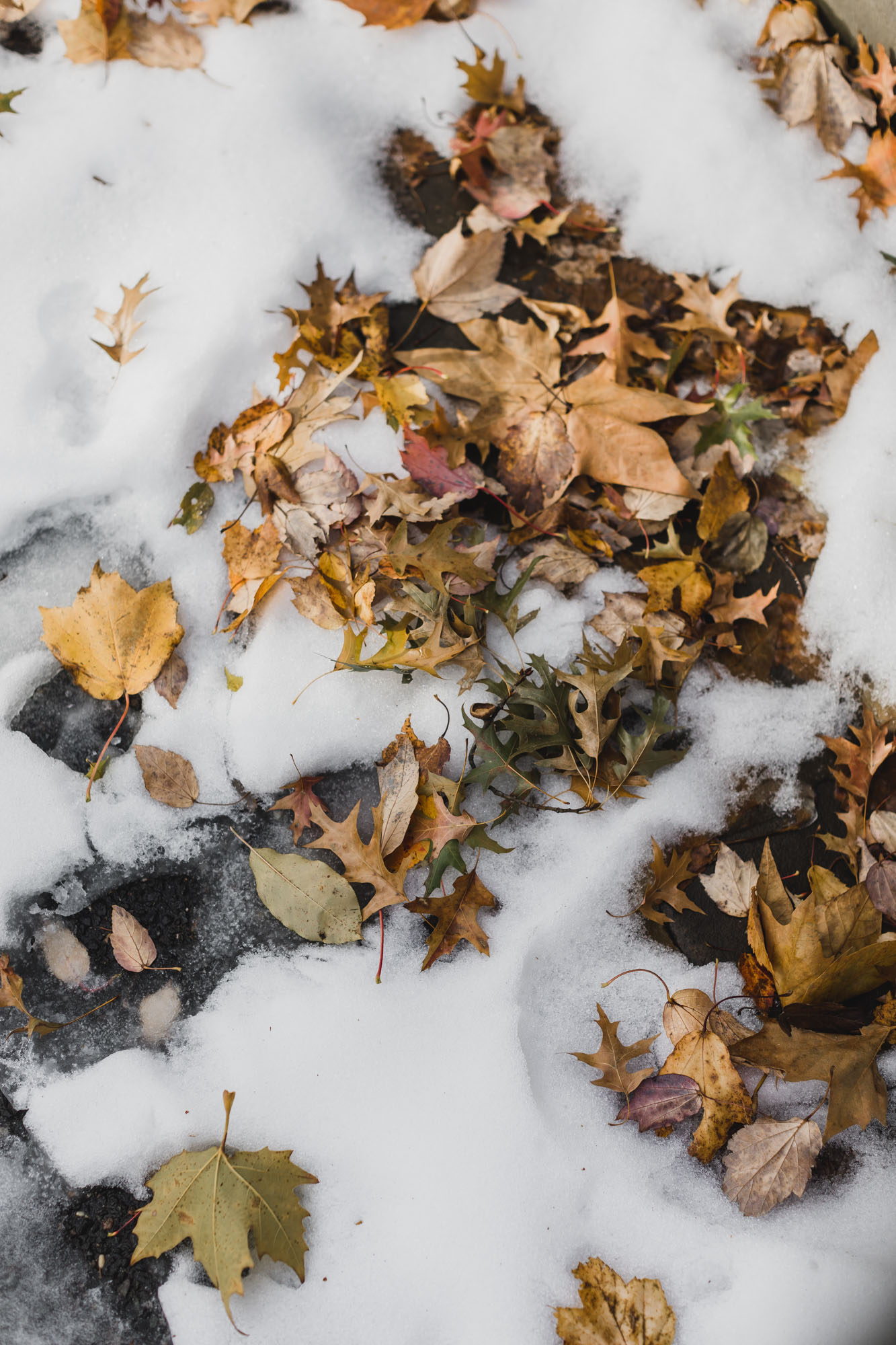 Leafs under a blanket of snow in Central Park, Manhattan, NY