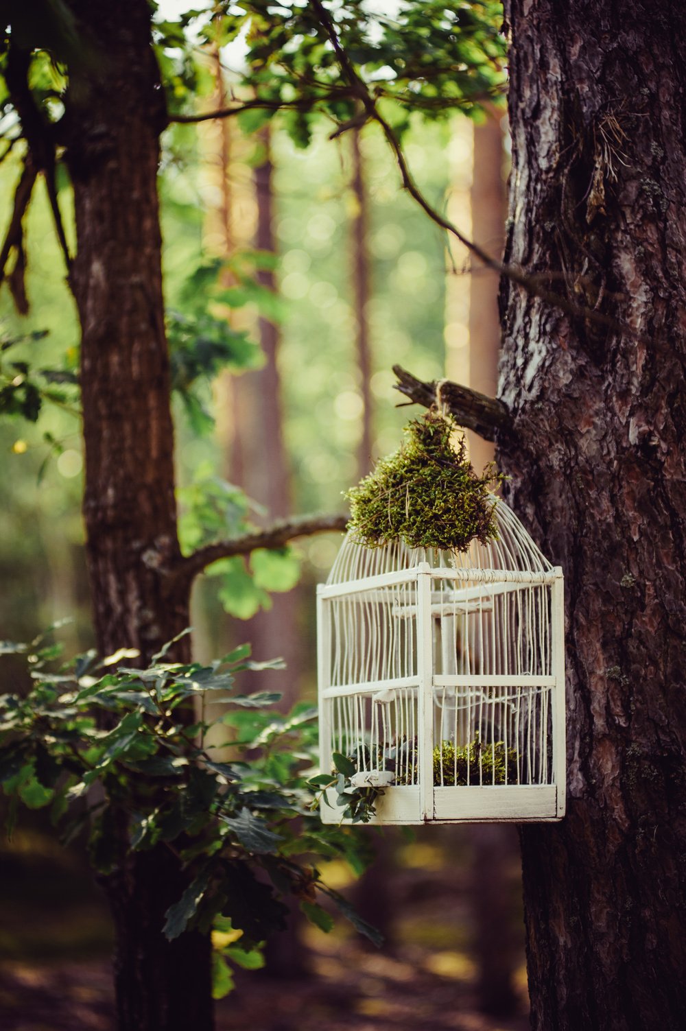 The forest wonders