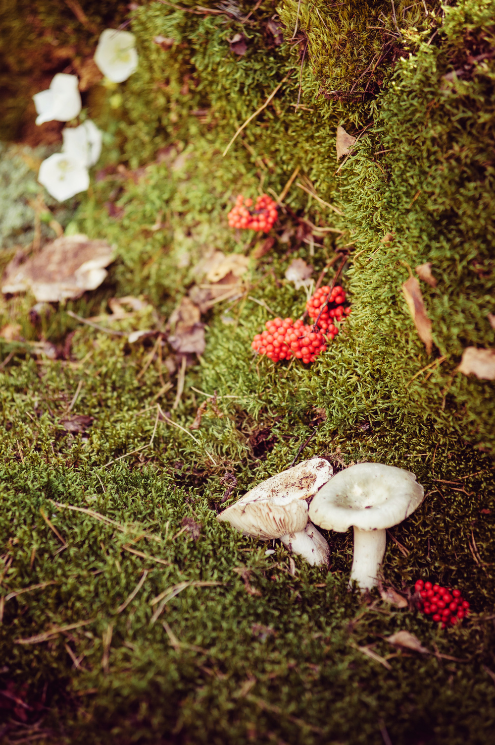 The forest wonders