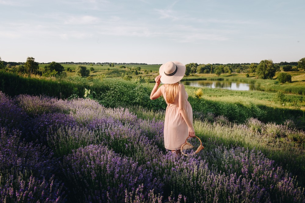 Lavender