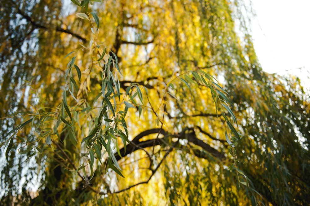 ОСЕННЯЯ ПРОГУЛКА