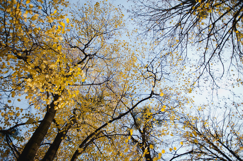 ОСЕННЯЯ ПРОГУЛКА