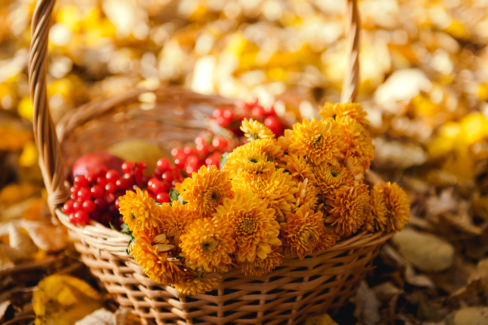 ОСЕННЯЯ ПРОГУЛКА