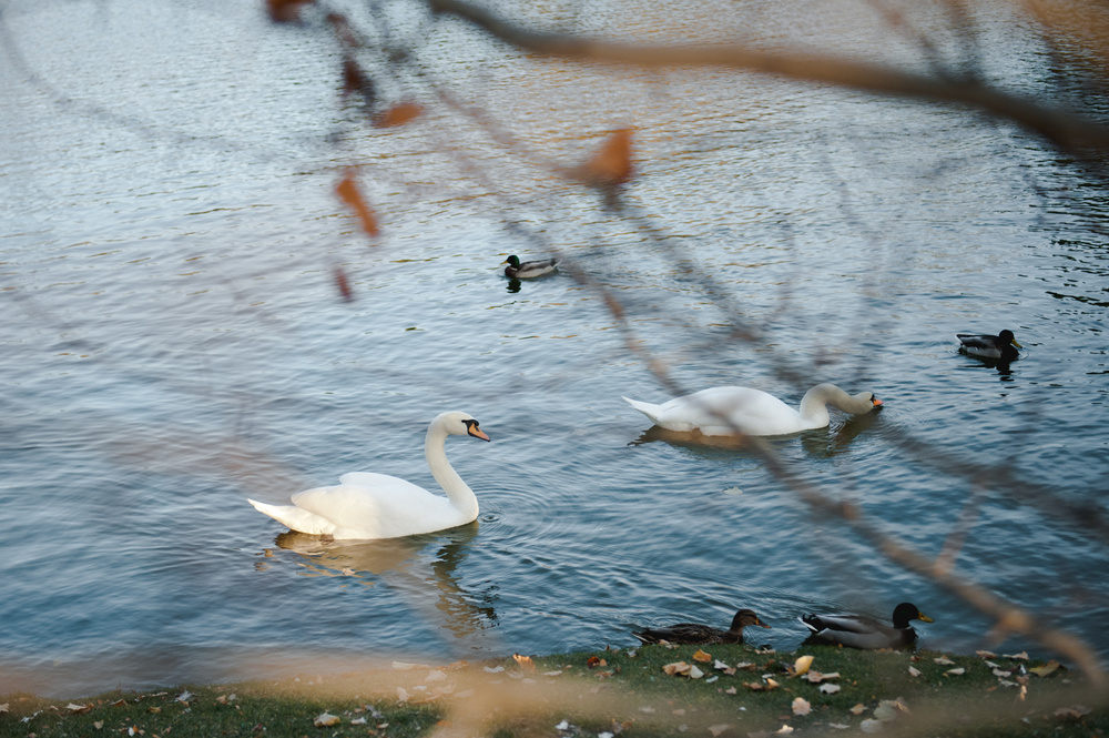 ОСЕННЯЯ ПРОГУЛКА