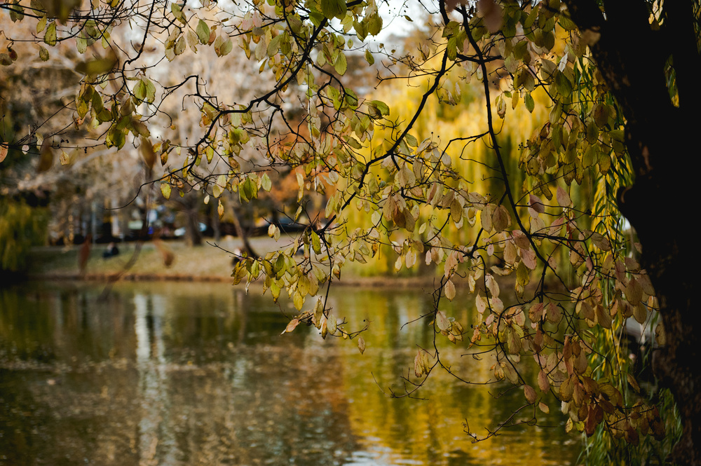ОСЕННЯЯ ПРОГУЛКА