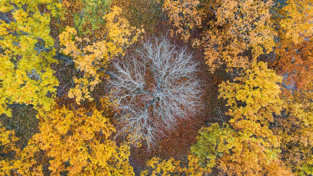 Aerofotograafia